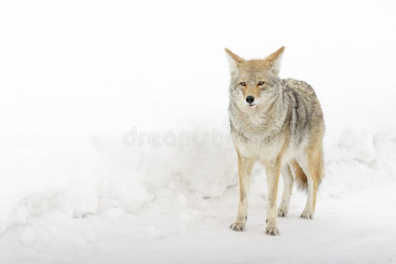 Coyote in sneeuw, die camera bekijken royalty-vrije stock afbeeldingen Coyote in sneeuw, die camera bekijken royalty-vrije stock afbeeldingen