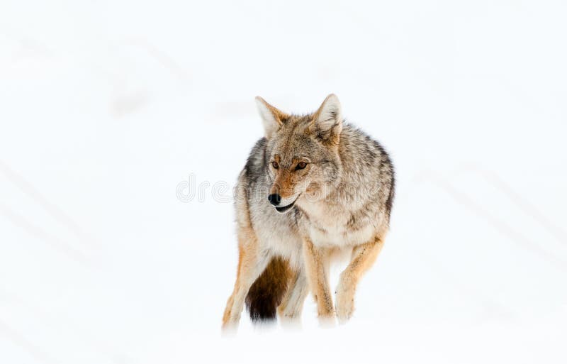Coyote in Sneeuw - het Nationale Park van Yellowstone royalty-vrije stock foto's Coyote in Sneeuw - het Nationale Park van Yellowstone royalty-vrije stock foto's