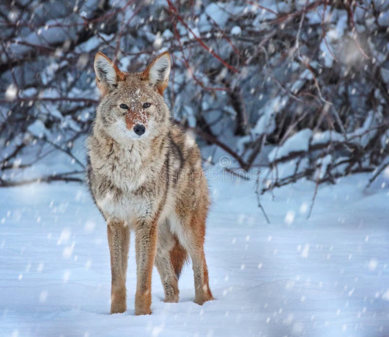 A coyote on a snow covered pond in the middle of winter royalty free stock photo