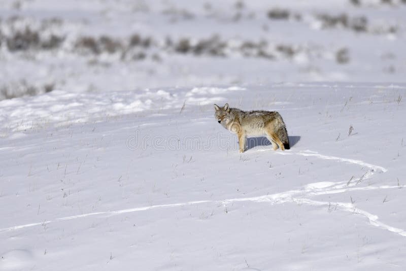 Coyote in a snow royalty free stock image