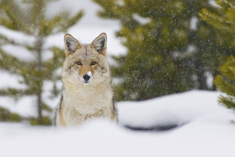 Coyote in Snow Storm. Yellowstone, Wyoming