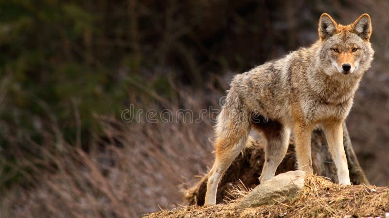 Na jar, coyote stojí na kopci.