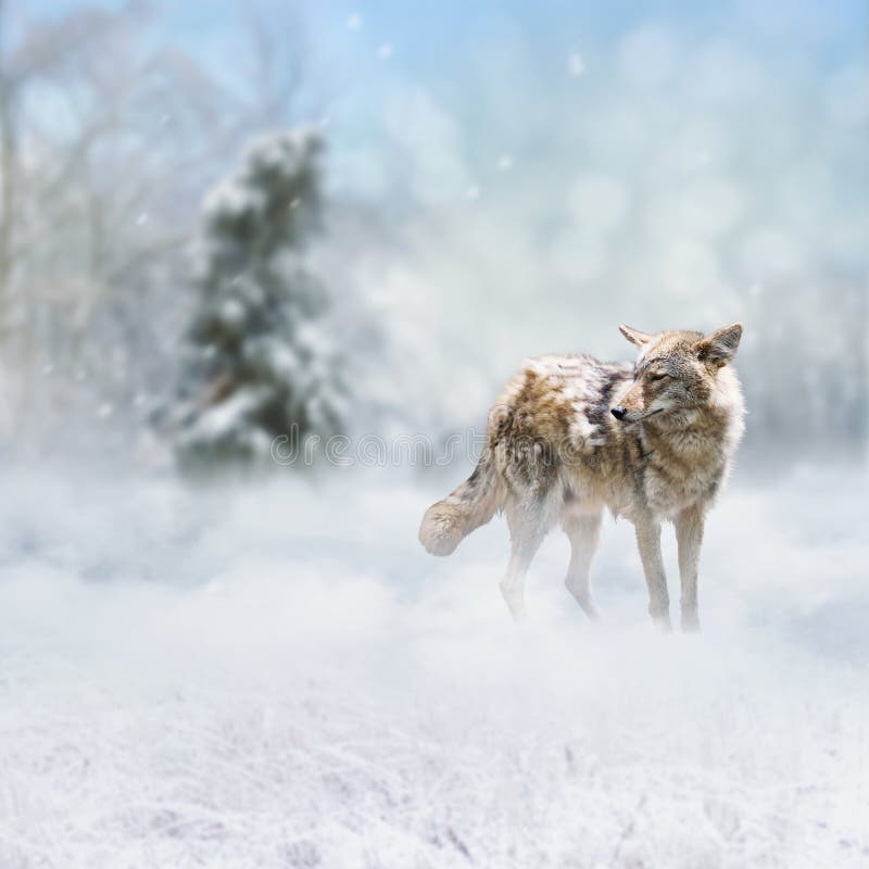 Coyote walking in the winter forest royalty free stock photos