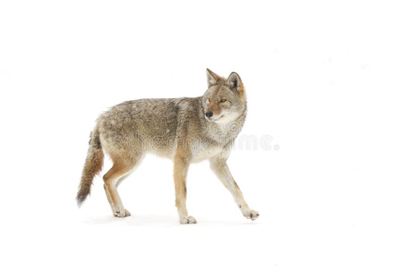 A lone coyote (Canis latrans) isolated on white background walking and hunting in the winter snow in Canada royalty free stock images