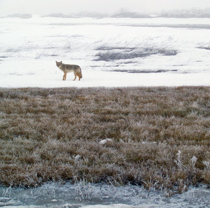 Coyote in Winter stock image
