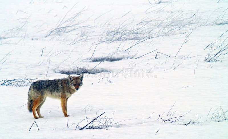 Coyote in Winter stock photos