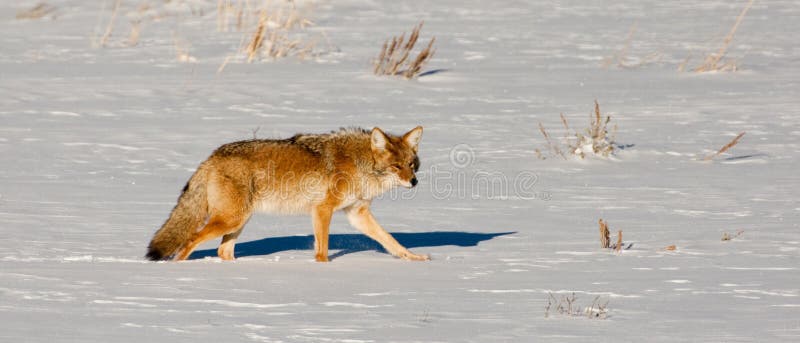 Coyote in Winter royalty free stock image