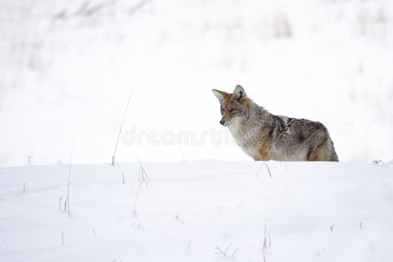 Coyote in winter royalty free stock photo
