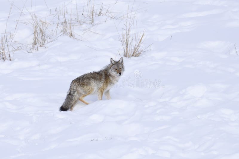 Coyote in winter stock photography
