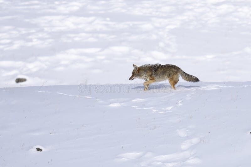 Coyote in winter stock photo