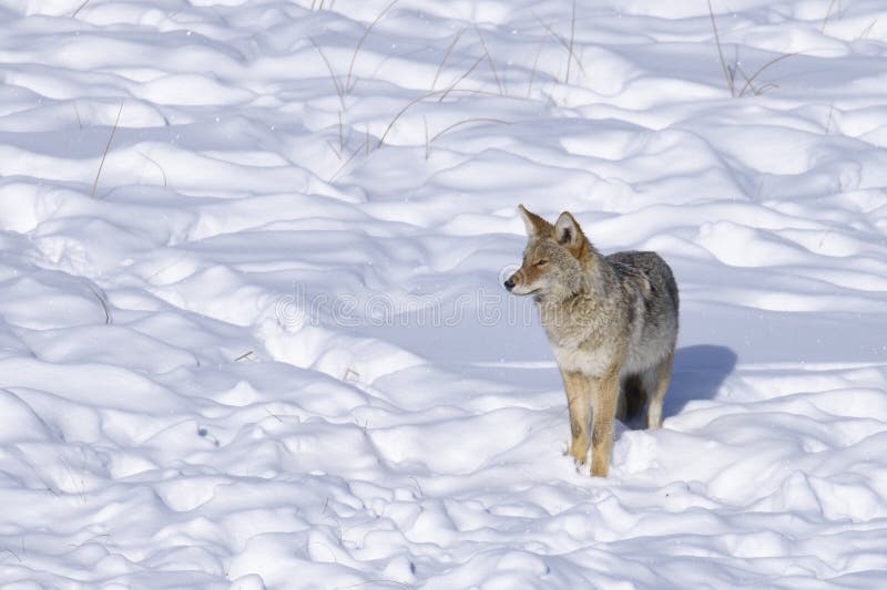 Coyote in winter stock images