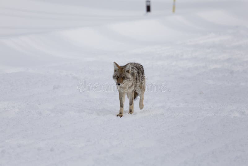 Coyote, Winter, Yellowstone NP royalty free stock photography