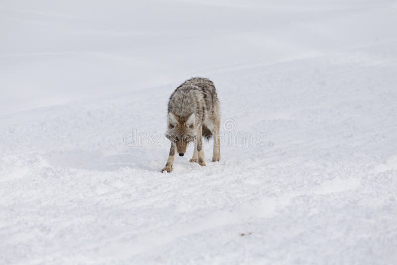 Coyote, Winter, Yellowstone NP stock photo