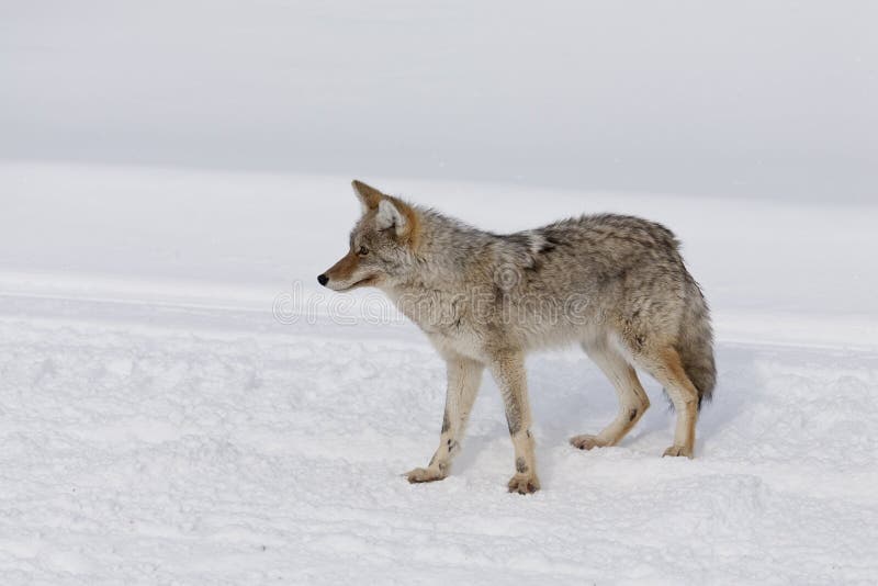 Coyote, Winter, Yellowstone NP stock photography