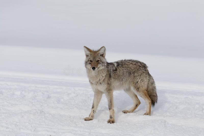 Coyote, Winter, Yellowstone NP stock images