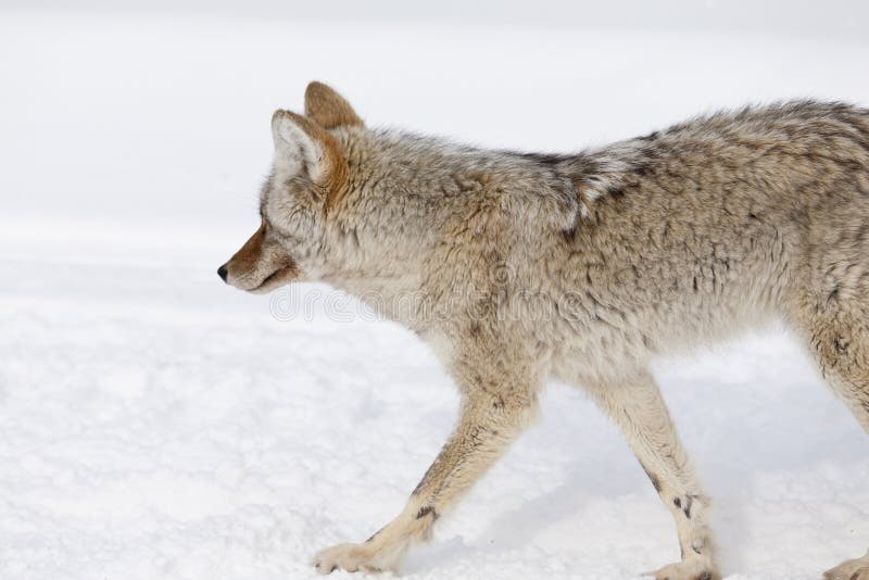 Coyote, Winter, Yellowstone NP royalty free stock photo