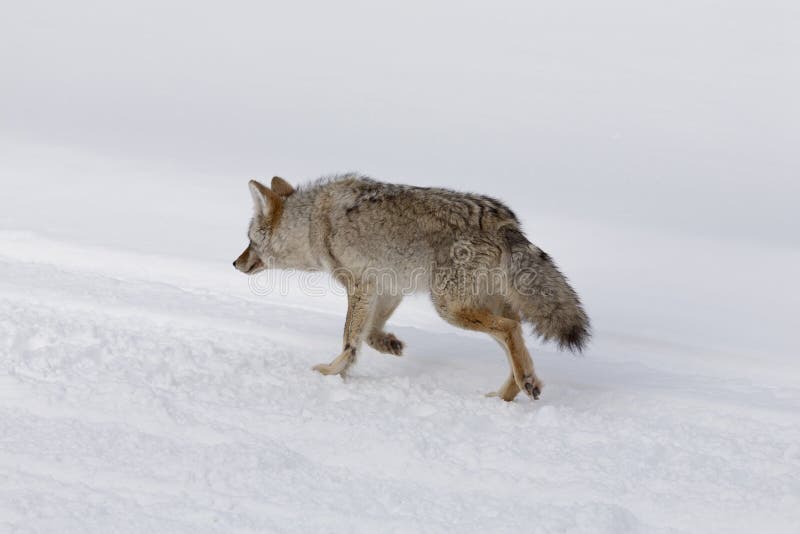 Coyote, Winter, Yellowstone NP royalty free stock image