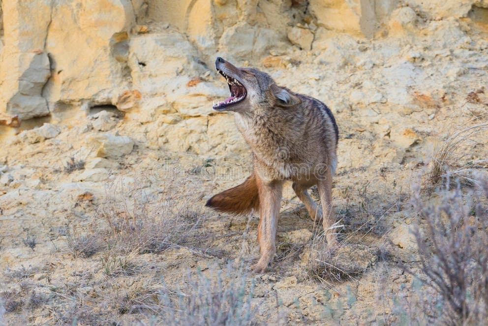 Coyote Yelping Prairie Stock Photos - Free & Royalty-Free Stock Photos