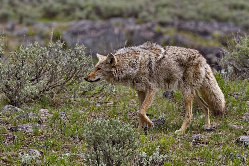 Coyote on the prowl along Slough Creek Campground Road in Yellowstone National Park, Wyoming, USA. Season is spring in May, 2016. Coyote on the prowl along Slough Creek Campground Road in Yellowstone National Park, Wyoming, USA. Season is spring in May, 2016.