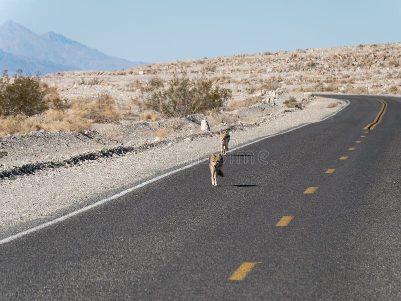 Coyotes op de weg royalty-vrije stock afbeelding Coyotes op de weg royalty-vrije stock afbeelding