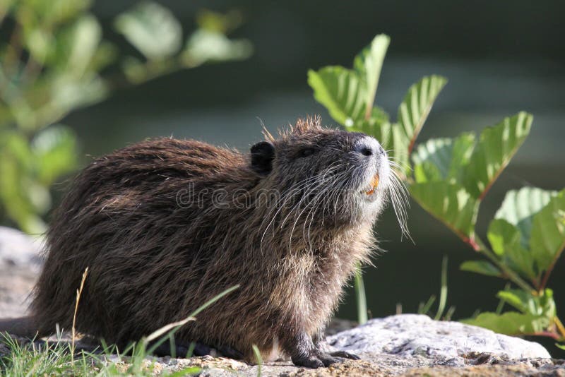 Coypu