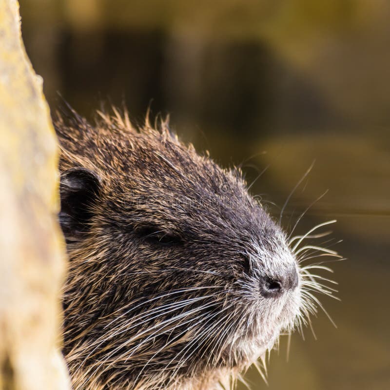 Coypu curioso pequeno que olha atrás da pedra fotografia de stock Coypu curioso pequeno que olha atrás da pedra fotografia de stock