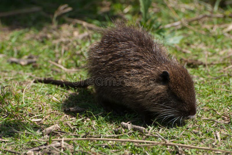 coypus myocastor nutrie obrazy stock coypus myocastor nutrie obrazy stock