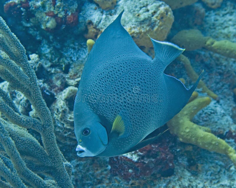Cozumel fish stock photo. Image of deep, deepearth, shallow 3370662