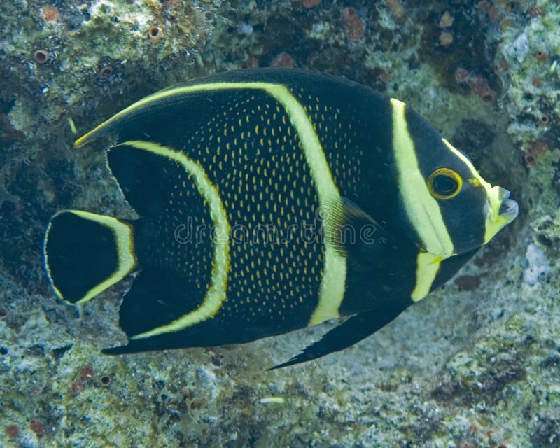 Cozumel fish stock photo. Image of coral, environment 3370670