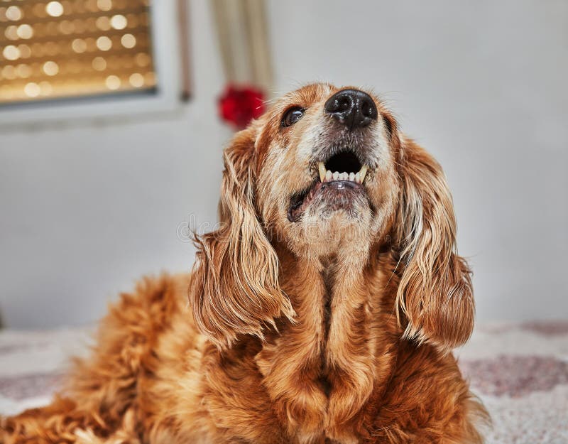 Cozy Canine Retreat, English Cocker Spaniel on the Bed stock image
