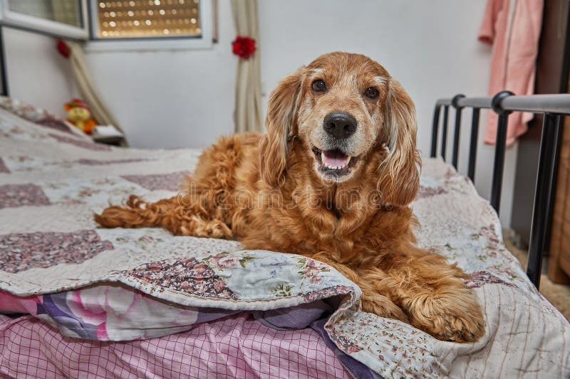 Cozy Canine Retreat, English Cocker Spaniel on the Bed royalty free stock photography