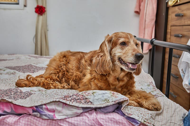 Cozy Canine Retreat, English Cocker Spaniel on the Bed stock images