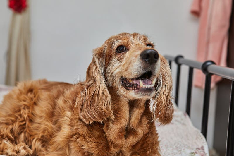Cozy Canine Retreat, English Cocker Spaniel on the Bed stock photography