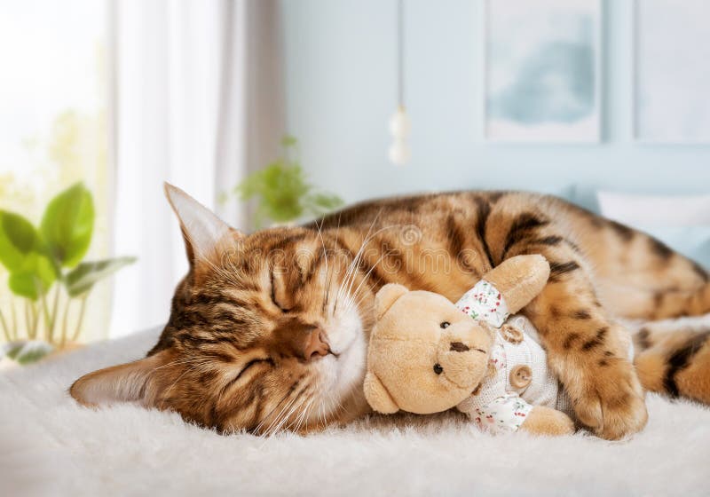 A cozy cat sleeps sweetly with a teddy bear in the room