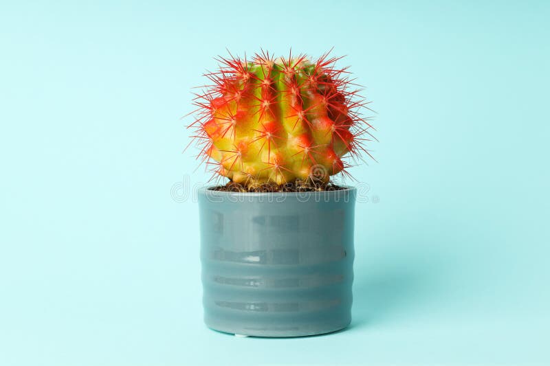 Cozy Hobby Growing House or Indoor Plants Cactus Stock Photo Image