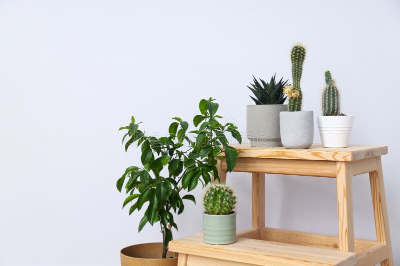 Cozy Hobby Growing Indoor Plants at Home Stock Photo Image of