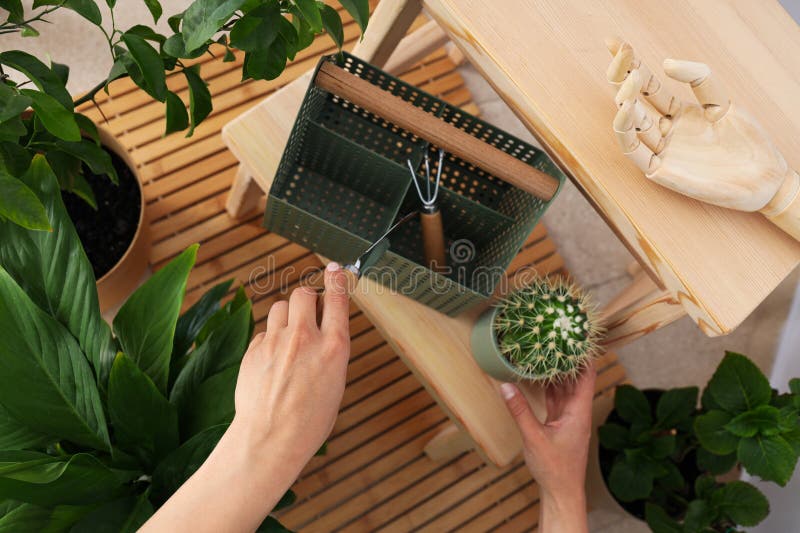 Cozy Hobby Growing Indoor Plants at Home Stock Photo Image of