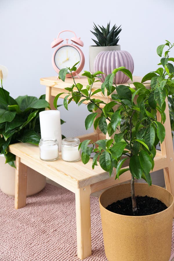 Cozy Hobby Growing Indoor Plants at Home Stock Photo Image of room