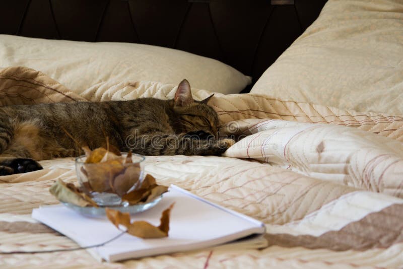 Cozy indoor autumn mood, sleeping cat in the comfortable bed, workbook and coffee cup with autumn leaves stock images Cozy indoor autumn mood, sleeping cat in the comfortable bed, workbook and coffee cup with autumn leaves stock images