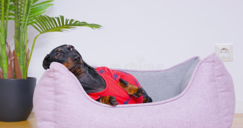 Lazy black dachshund dog rests contentedly, gazing around before slowly getting up