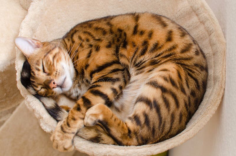 Cozy sleeping cat stock photo. Image of ears, animal - 34499778