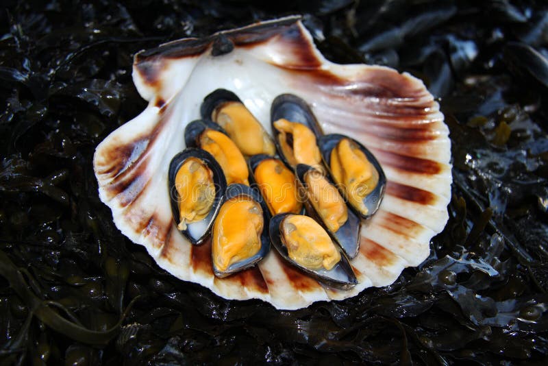 Cozze fresche esposte in conchiglia di cappesante su un letto di alghe marine in un mercato del pesce fotografia stock libera da diritti