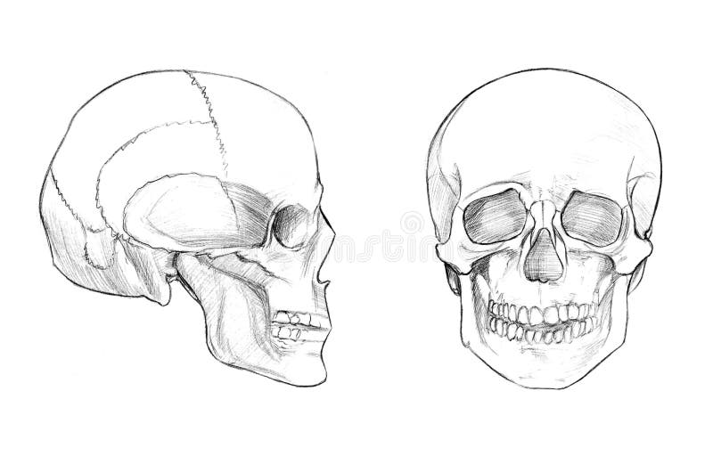 Cráneo Y X28; Cara Y Profile& X29; Stock de ilustración - Ilustración de  perfil, vendimia: 77584492