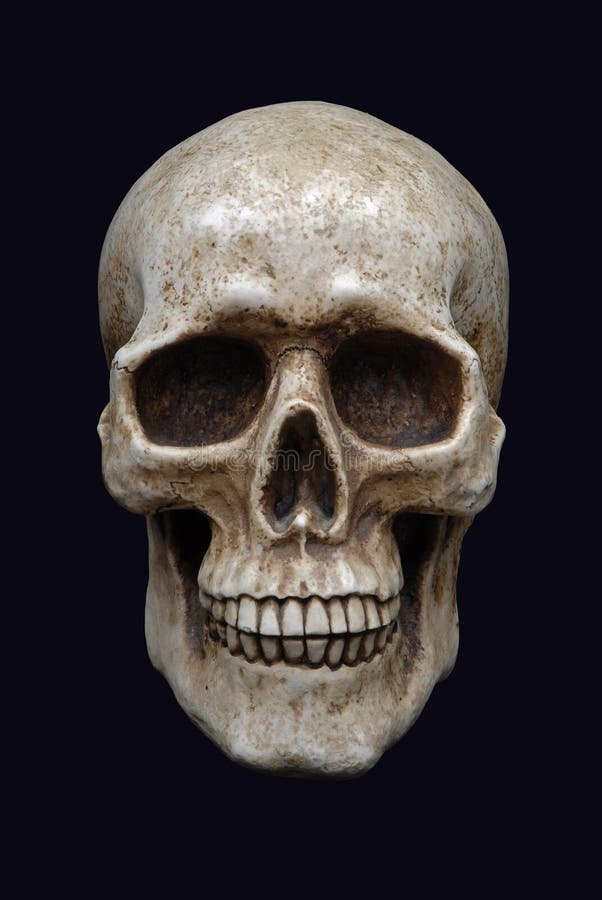 photos libres de droits crâne humain image