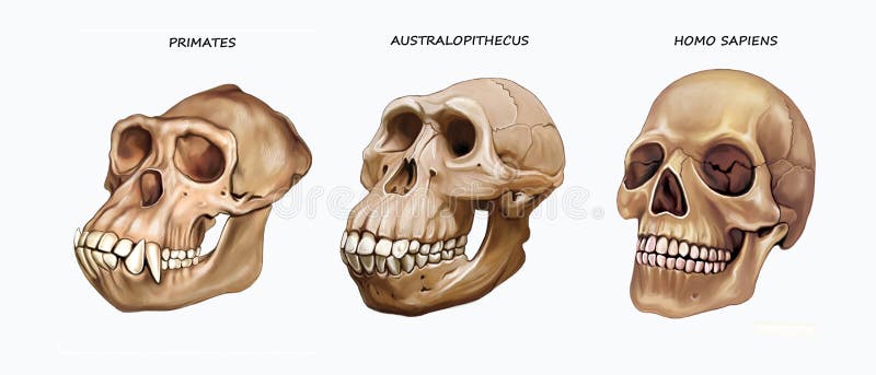 Macaco Sapiens