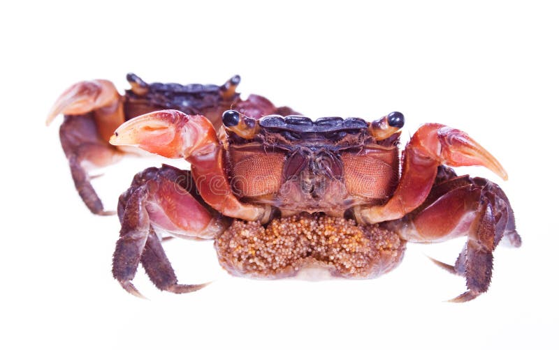 Crab