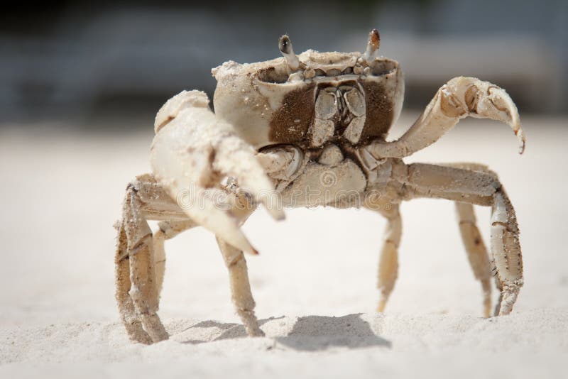 Crab stock images Crab stock images