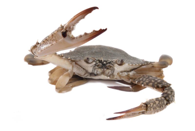 Crab stock image. Image of blue, craw, close, crayfish - 14988043