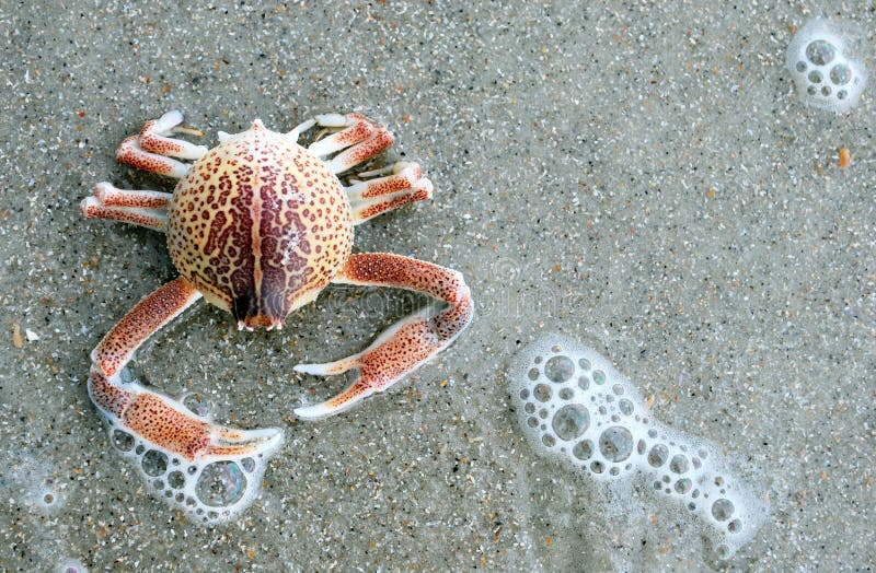 Crab