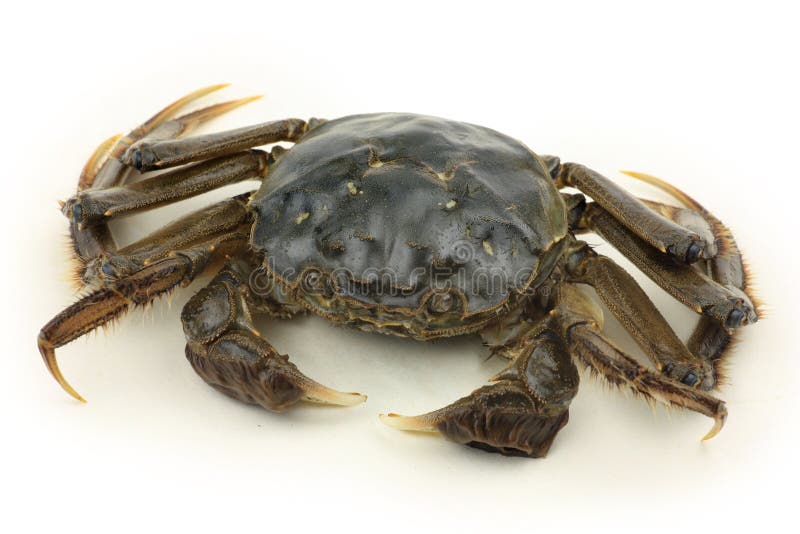 Crab stock photo. Image of portunus, meat, seafood, food - 11898090